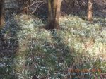 Chicksands Snowdrop Trail